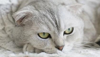 《无畏契约》透视自瞄辅助器曝光：全图锁头免Root引发玩家与官方关注